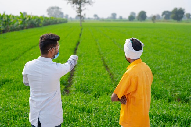 Agricultor com agrônomo examinando a espiga da colheita de trigo no campo agrícola