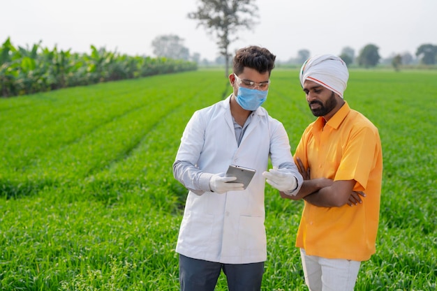 Agricultor com agrônomo examinando a espiga da colheita de trigo no campo agrícola