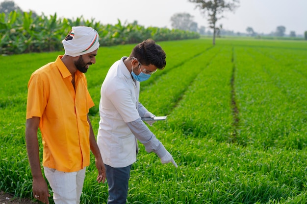 Agricultor com agrônomo examinando a espiga da colheita de trigo no campo agrícola