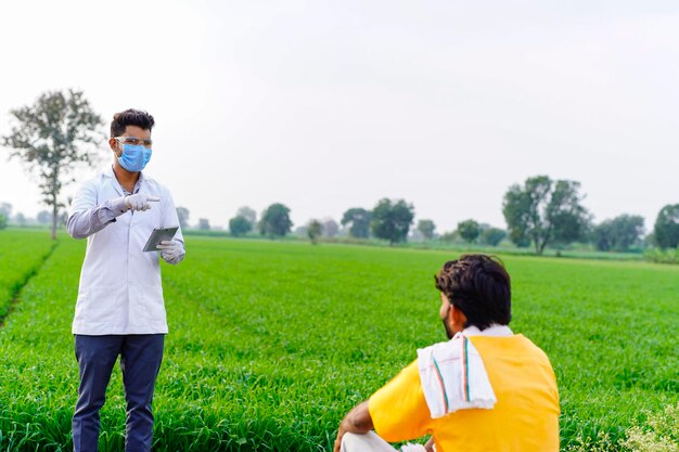 Agricultor com agrônomo examinando a espiga da colheita de trigo no campo agrícola