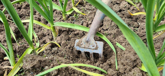 Agricultor com canteiros regados com alho Cultive ferramentas de jardim e fazenda e ferramentas de jardim manual