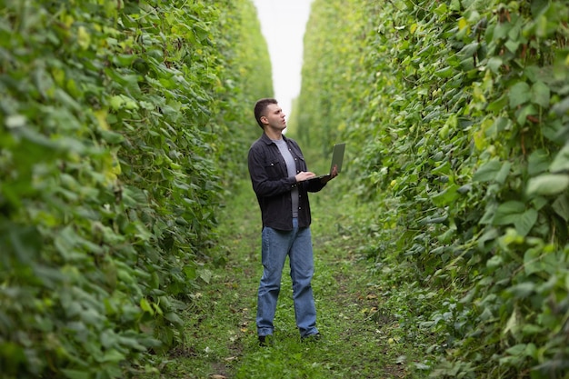 Agricultor com laptop na plantação de feijão verde Colheita de feijão