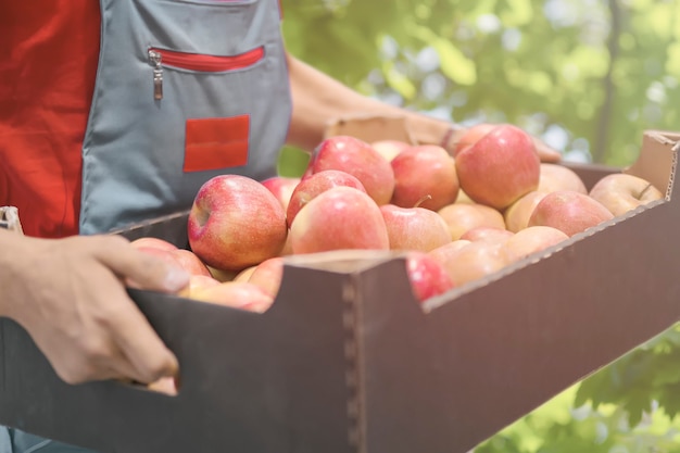 Agricultor com maçãs recém-colhidas em caixa de papelão. Conceito de agricultura e jardinagem.