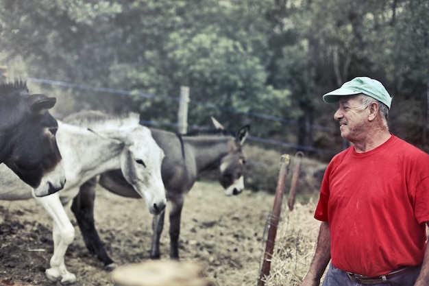 Agricultor com seus burros