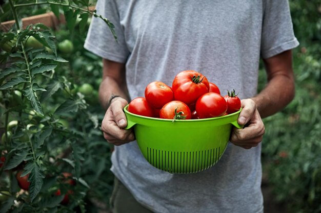 Agricultor com tomates frescos