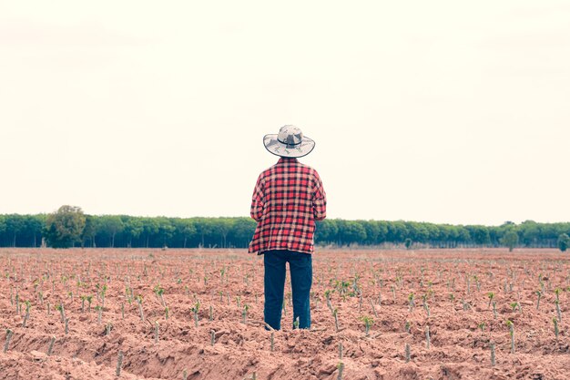 Agricultor comprobando el progreso del campo de mandioca, sosteniendo la tableta a través de Internet.