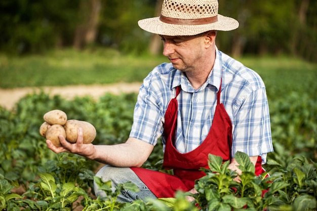 Agricultor comprueba su cosecha de papas.