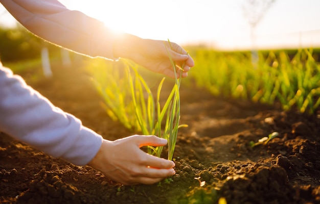 El agricultor considera trigo joven en el campo Trigo verde que crece en el suelo Negocio agrícola