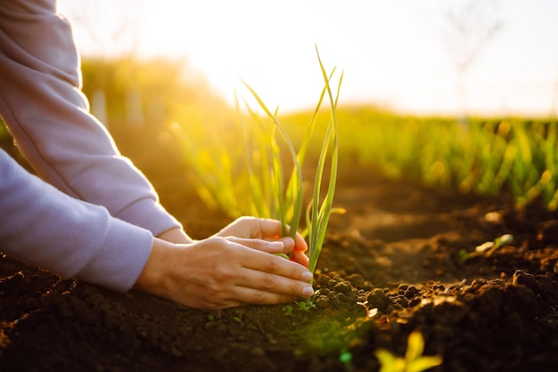 El agricultor considera trigo joven en el campo Trigo verde que crece en el suelo Negocio agrícola