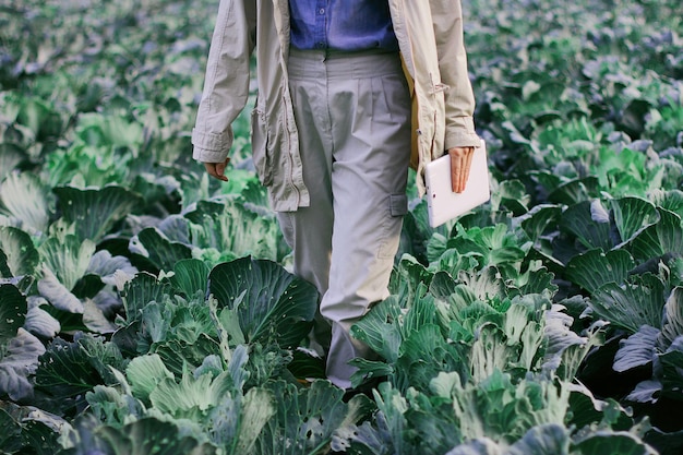 El agricultor controla la calidad del cultivo de repollo antes de la cosecha Mujer agrónoma usando tableta digital y tecnología moderna en el campo agrícola