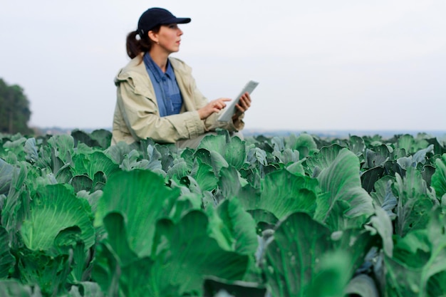 Agricultor controla la calidad del cultivo de repollo antes de la cosecha mujer agrónoma utilizando tableta digital