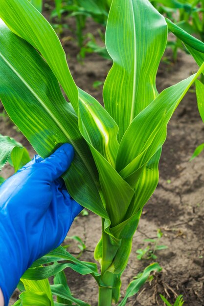 El agricultor controla el maíz tierno para detectar plagas o enfermedades