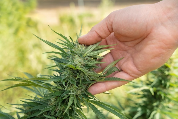 Agricultor controlando a qualidade das plantas femininas de maconha orgânica Cannabis Sativa florescendo com CBD