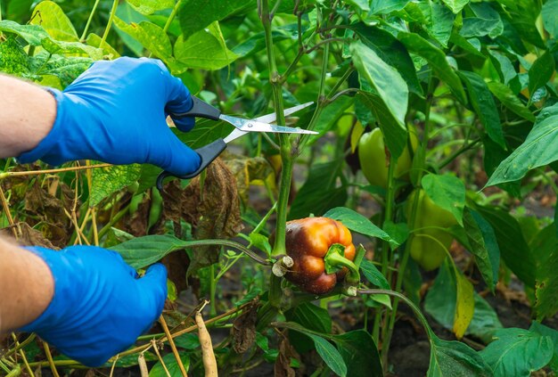 El agricultor corta los brotes en los pimientos con unas tijeras para una buena cosecha