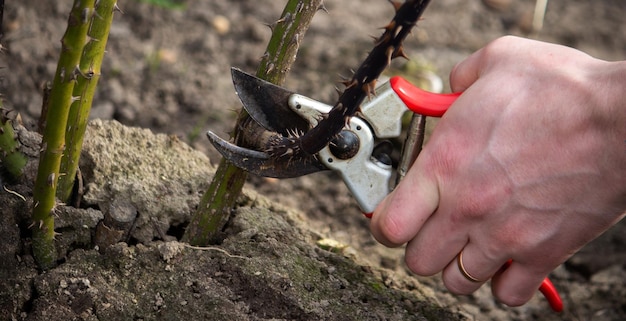 Un agricultor corta ramas secas de un rosal