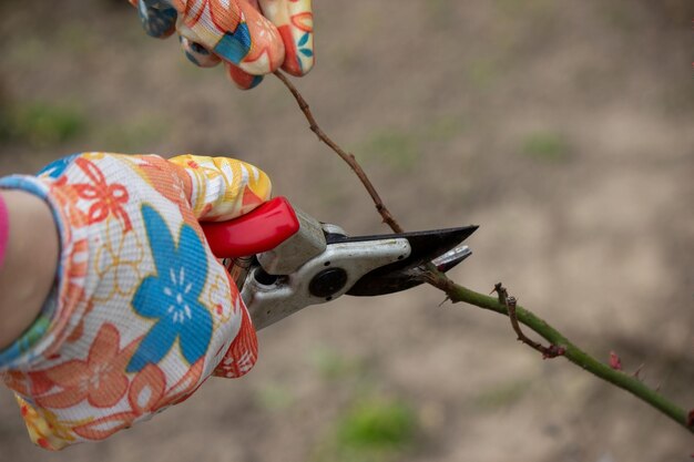 Un agricultor corta ramas secas de un rosal