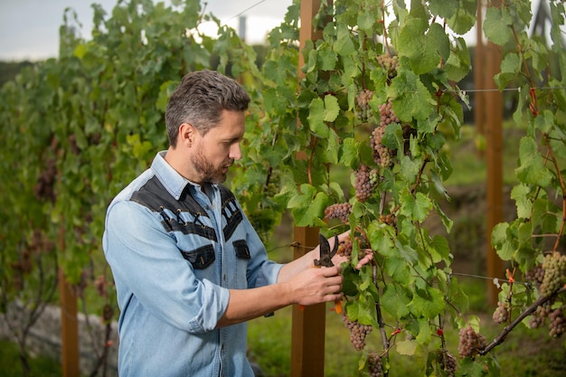 Agricultor corta videira videira cortando cacho de uvas proprietário de vinha masculino