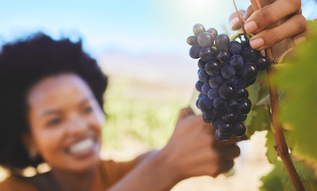 Foto agricultor cortando cacho de uvas na fazenda de frutas de vinha e propriedade orgânica com tesoura de poda para álcool de vinho e indústria alimentícia closeup de colheita de natureza suculenta e doce fresca para agricultura