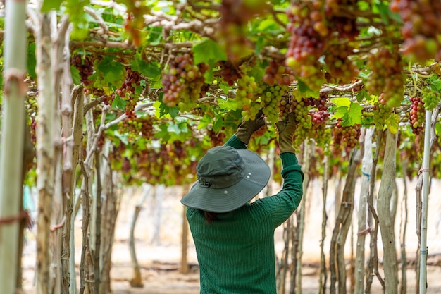 Agricultor cortando uvas rojas en el viñedo temprano en la mañana con uvas gordas cosechadas cargadas esperando vino rojo bebida nutricional en la provincia de Ninh Thuan Vietnam