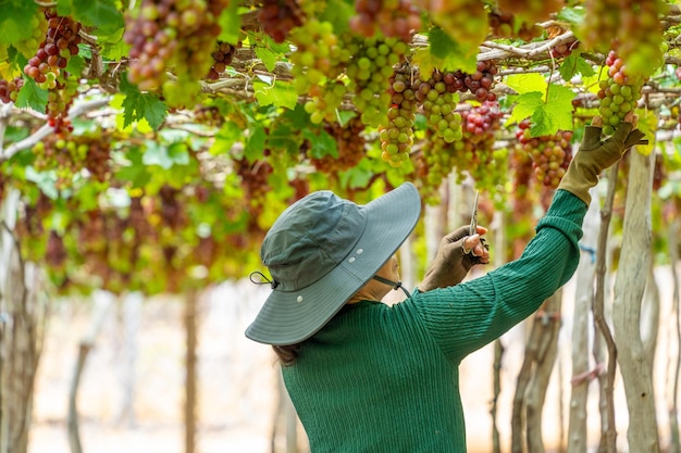 Agricultor cortando uvas vermelhas na vinha no início da manhã com uvas gordas colhidas carregadas esperando vinho vermelho bebida nutricional na província de Ninh Thuan, Vietnã