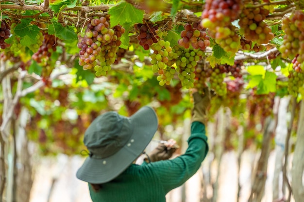 Agricultor cortando uvas vermelhas na vinha no início da manhã com uvas gordas colhidas carregadas esperando vinho vermelho bebida nutricional na província de Ninh Thuan, Vietnã