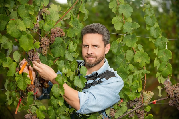 Agricultor corte vid viñador cortando racimos de uvas propietario de viñedo masculino