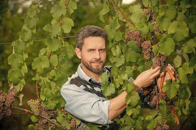 Agricultor corte vid viñador cortando racimos de uvas propietario de viñedo masculino