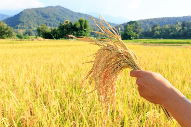 Agricultor cosecha arroz en campo