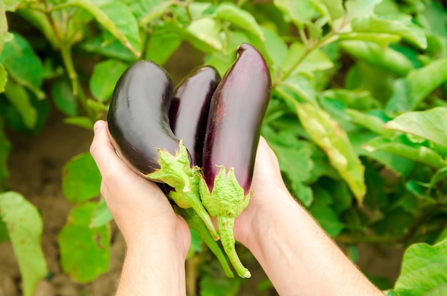 El agricultor cosecha berenjenas maduras en el campo Recolección de vegetales orgánicos vegetales frescos