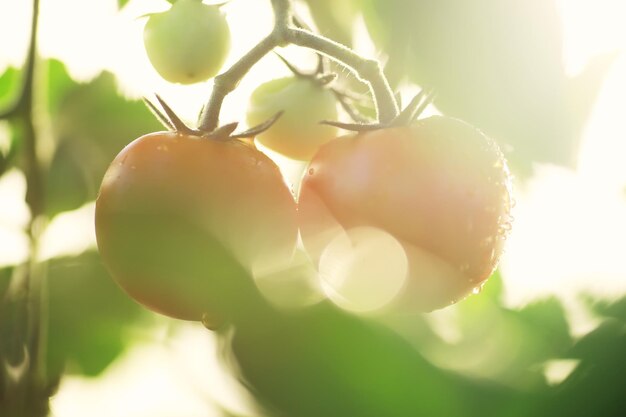 El agricultor cosecha tomates cherry de granja frescos en las ramas