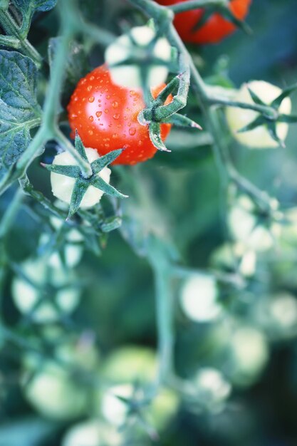 Foto el agricultor cosecha tomates cherry de granja frescos en las ramas