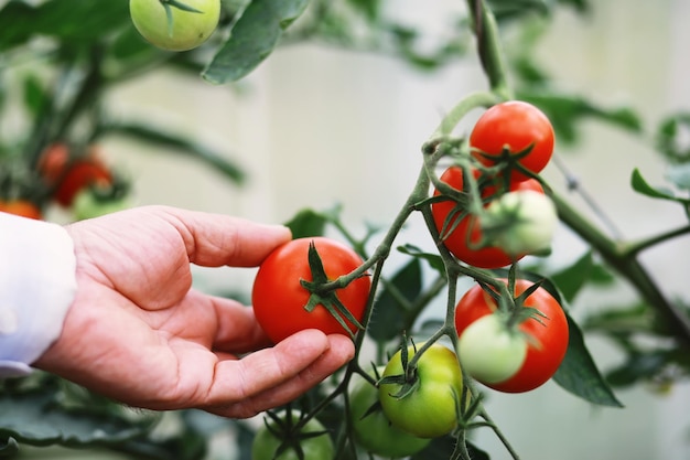 El agricultor cosecha tomates cherry de granja frescos en las ramas