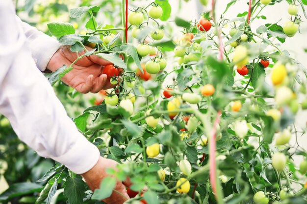 El agricultor cosecha tomates cherry de granja frescos en las ramas