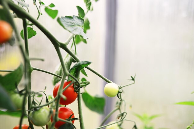 El agricultor cosecha tomates cherry de granja frescos en las ramas