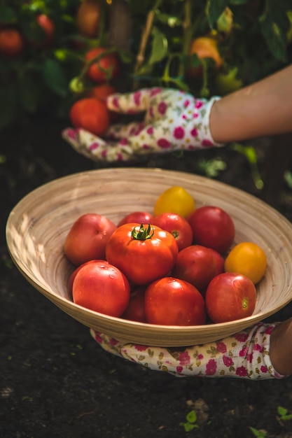 El agricultor cosecha tomates en el jardín Enfoque selectivo