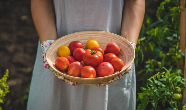 El agricultor cosecha tomates en el jardín Enfoque selectivo