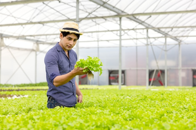 Un agricultor cosecha verduras de un jardín hidropónico. hortalizas orgánicas frescas y agricultores que trabajan en un invernadero con un huerto hidropónico.