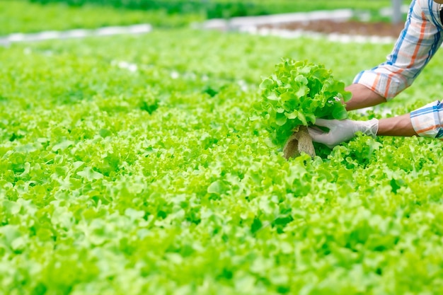 Agricultor cosechando a mano verduras frescas de roble verde en una granja de invernadero hidropónico