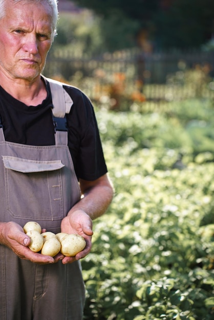 Agricultor cosechando papas en tierras de cultivo Cultivo de papas Papas orgánicas frescas en el campo