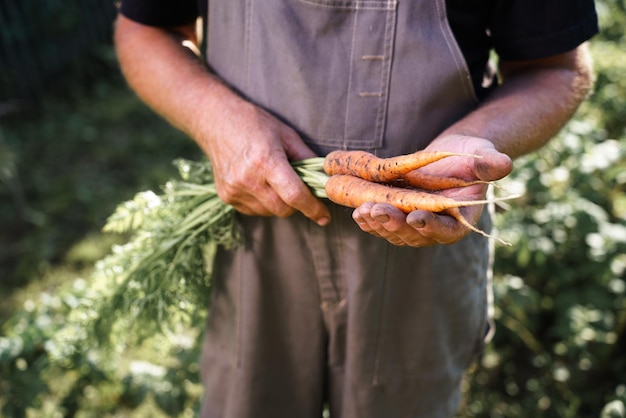 Agricultor cosechando zanahorias en tierras de cultivo Verduras orgánicas frescas en el jardín Primer plano