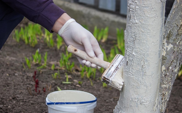Un agricultor cubre el tronco de un árbol con pintura blanca protectora contra las plagas