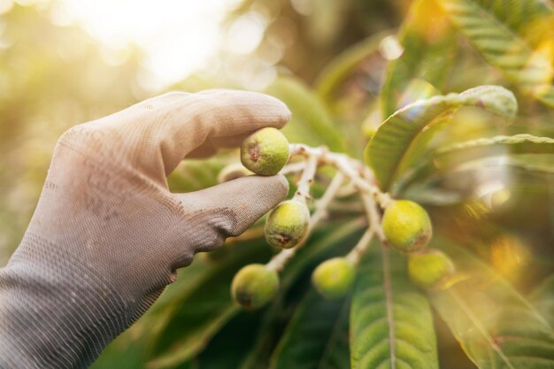 El agricultor cuida los árboles frutales de níspero