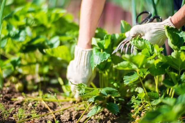 El agricultor cuida las plantas en el huerto de la granja Concepto de jardinería y plantación Plantas agrícolas que crecen en lechos de jardín