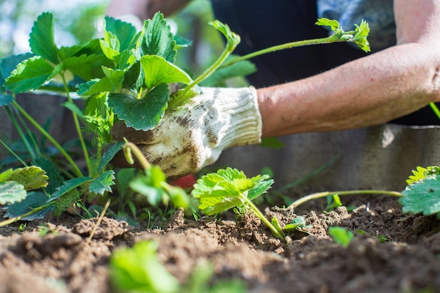 El agricultor cuida las plantas en el huerto de la granja Concepto de jardinería y plantación Plantas agrícolas que crecen en lechos de jardín