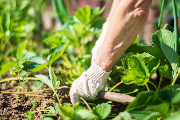 Foto el agricultor cuida las plantas en el huerto de la granja concepto de jardinería y plantación plantas agrícolas que crecen en lechos de jardín