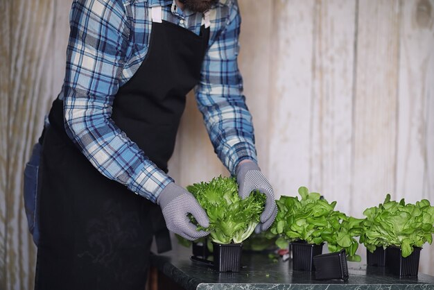 Agricultor cultiva folhas frescas de alface para a preparação de pratos saborosos