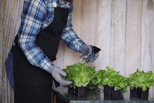 Agricultor cultiva folhas frescas de alface para a preparação de pratos saborosos