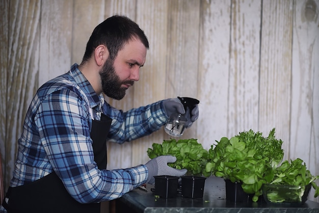 agricultor cultiva hojas de lechuga frescas para la preparación de platos sabrosos