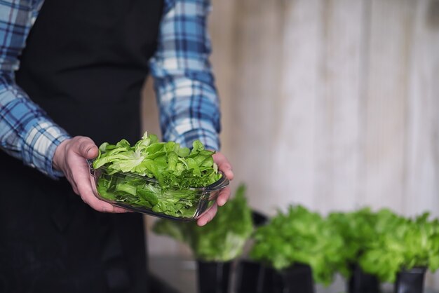 Agricultor cultiva hojas de lechuga frescas para la preparación de platos sabrosos