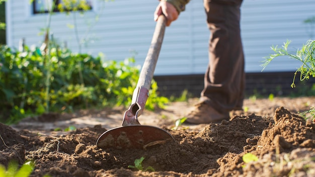 Agricultor cultivando terra no jardim com ferramentas manuais Afrouxamento do solo Conceito de jardinagem Trabalho agrícola na plantação